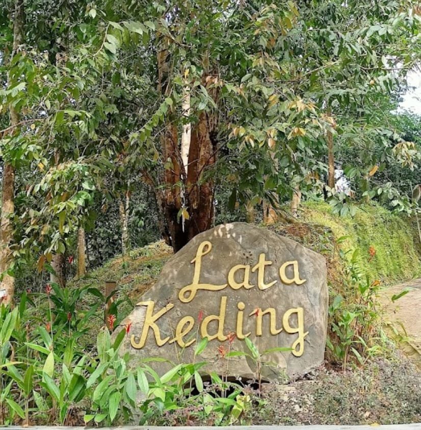 tarikan lata keding